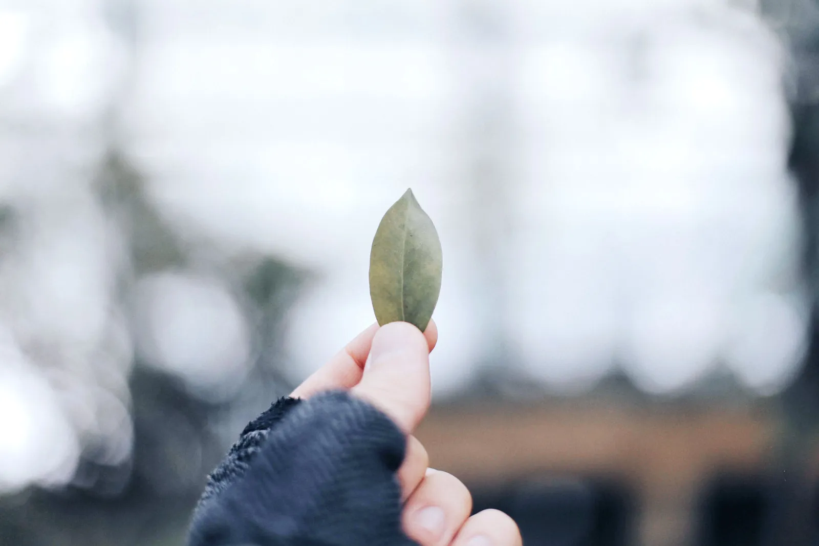 Holding a leaf in hand